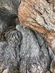 Menemerus bivittatus