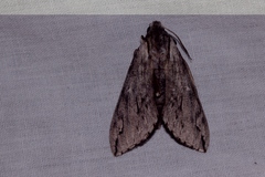 Oligographa juniperi