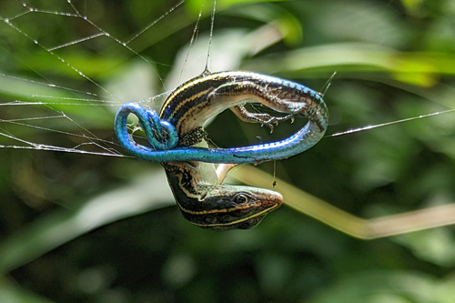Pacific Bluetail Skink, Emoia caeruleocauda