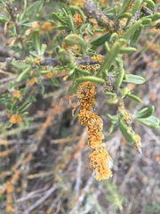 Xanthomendoza concinna