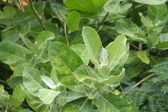Calotropis gigantea