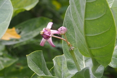 Calotropis gigantea