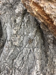 Menemerus bivittatus