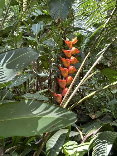 Heliconia champneiana