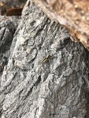 Menemerus bivittatus