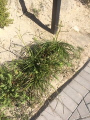 Trachyandra divaricata