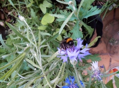 Bombus