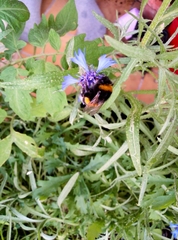 Bombus