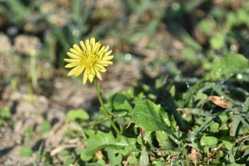Image of Crepis bursifolia by no rights reserved