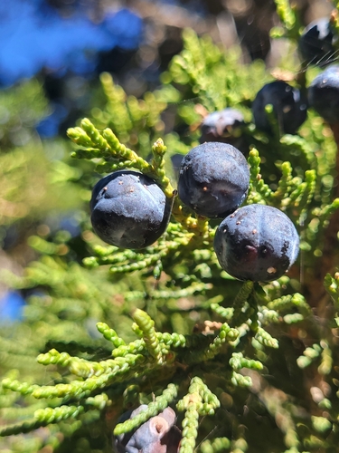 Image of Juniperus foetidissima by (c) Jacek Pietruszewski, some rights reserved (CC BY)