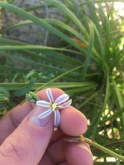 Trachyandra divaricata