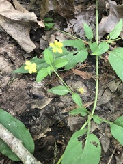 Lysimachia radicans