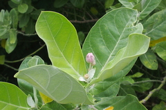 Calotropis gigantea