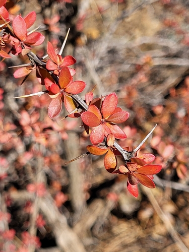 Image of Berberis cretica by (c) Jacek Pietruszewski, some rights reserved (CC BY)