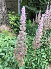 Astilbe