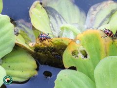 Coleomegilla occulta