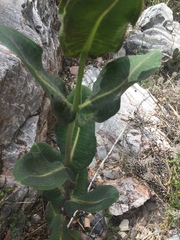 Asclepias elata