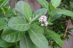 Calotropis gigantea