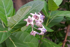 Calotropis gigantea