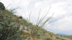 Ferocactus pilosus