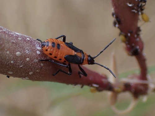iNaturalist observation photo of Large Milkweed Bug