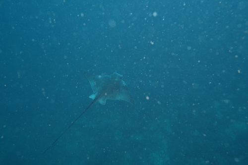 Common Eagle Ray