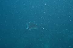 Common Eagle Ray