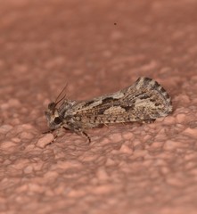 Acrolophus variabilis