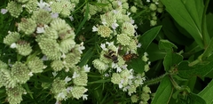 Epeolus bifasciatus