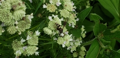 Epeolus bifasciatus