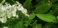 Epeolus bifasciatus