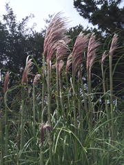 Cortaderia jubata