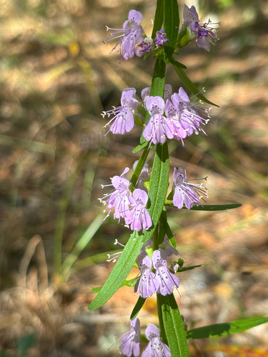 Image of Dicerandra densiflora by no rights reserved