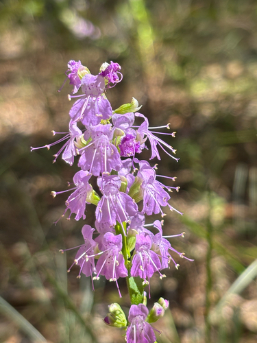 Image of Dicerandra densiflora by no rights reserved