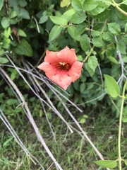 Campsis radicans