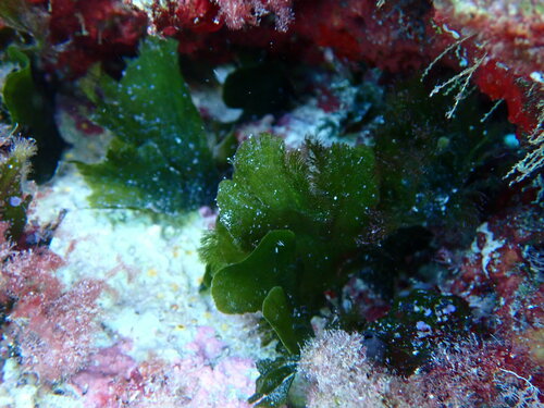 Image of Flabellia petiolata by no rights reserved