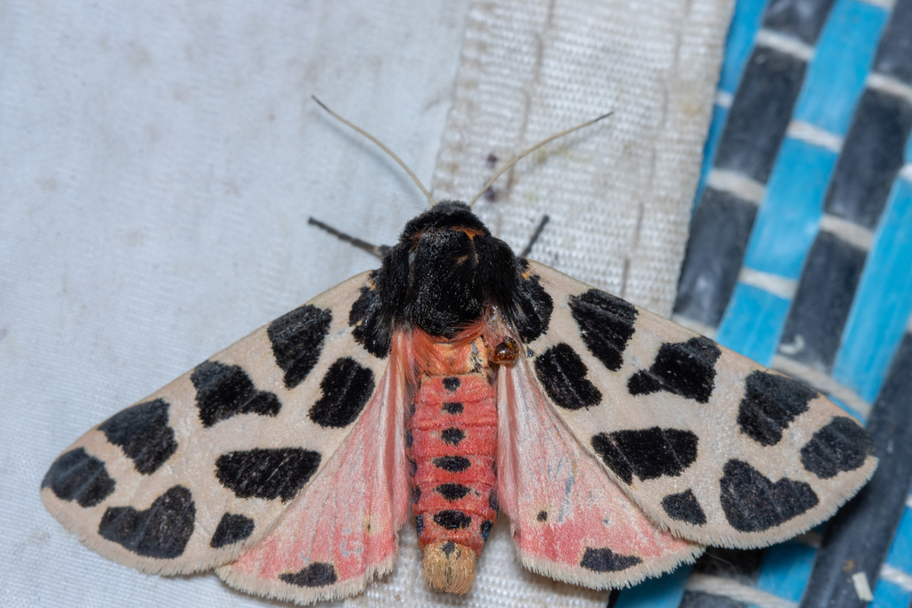 Cymbalophora oertzeni