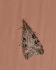 Udea turmalis