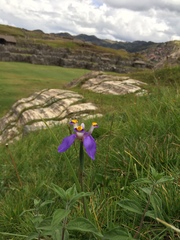 Hesperoxiphion herrerae