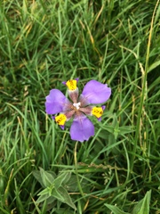 Hesperoxiphion herrerae