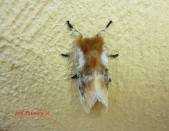 Megalopyge opercularis