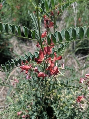 Sphaerophysa salsula