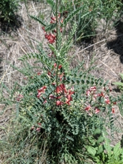 Sphaerophysa salsula