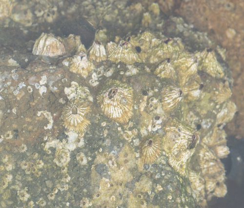 Balanomorpha