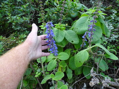 Coleus barbatus grandis