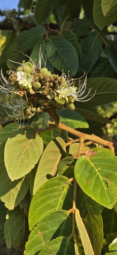 Isoberlinia angolensis