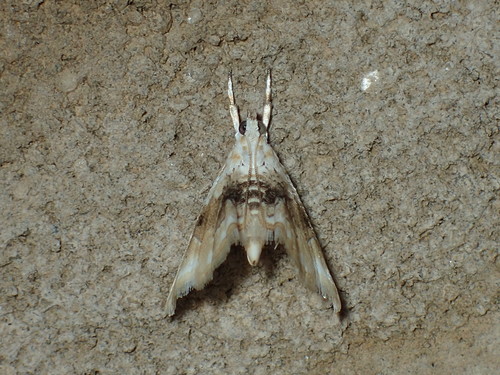 Brown-banded Lipocosma Moth photo 3