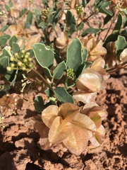 Tripterocalyx micranthus