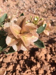 Tripterocalyx micranthus
