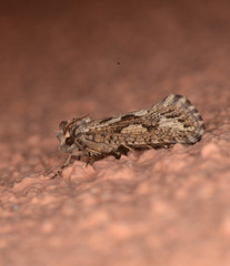 Acrolophus variabilis